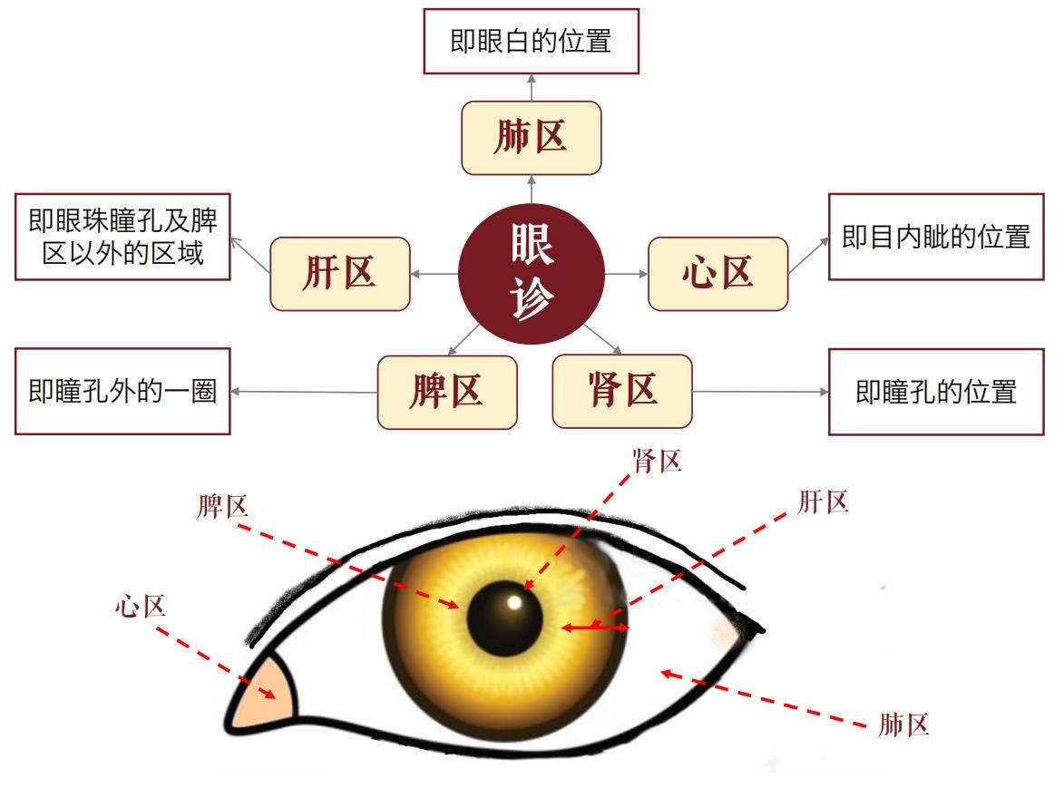 舒氏眼诊图解图片