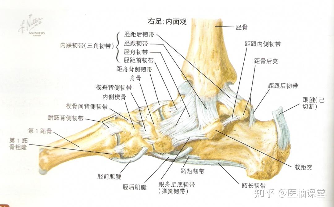 踝关节解剖分析(图文详解) - 知乎