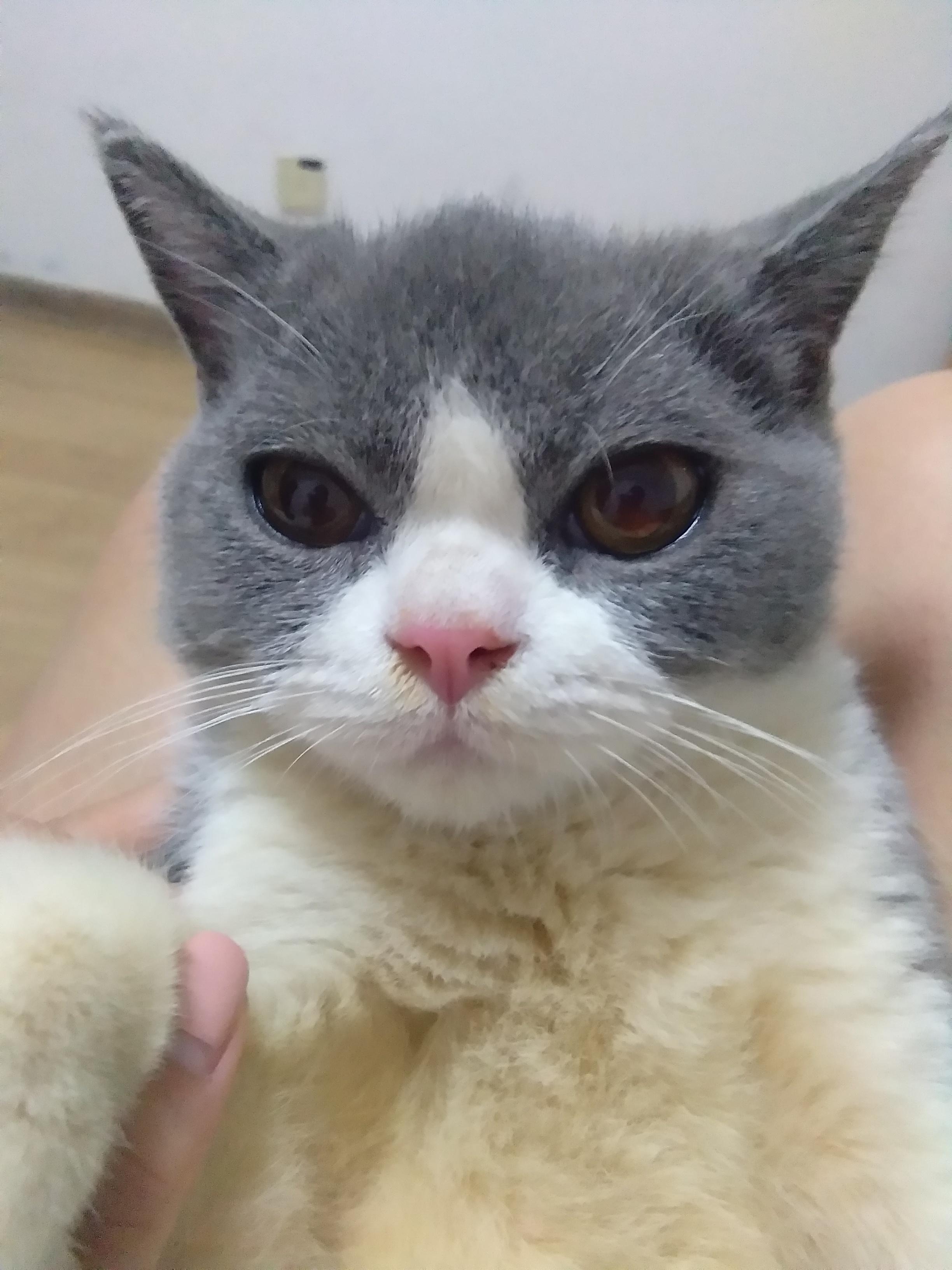 猫咪怎么才会得耳螨 v2-a4530f6f1dcf72f21b960ec0ec8ae10c_r.jpg