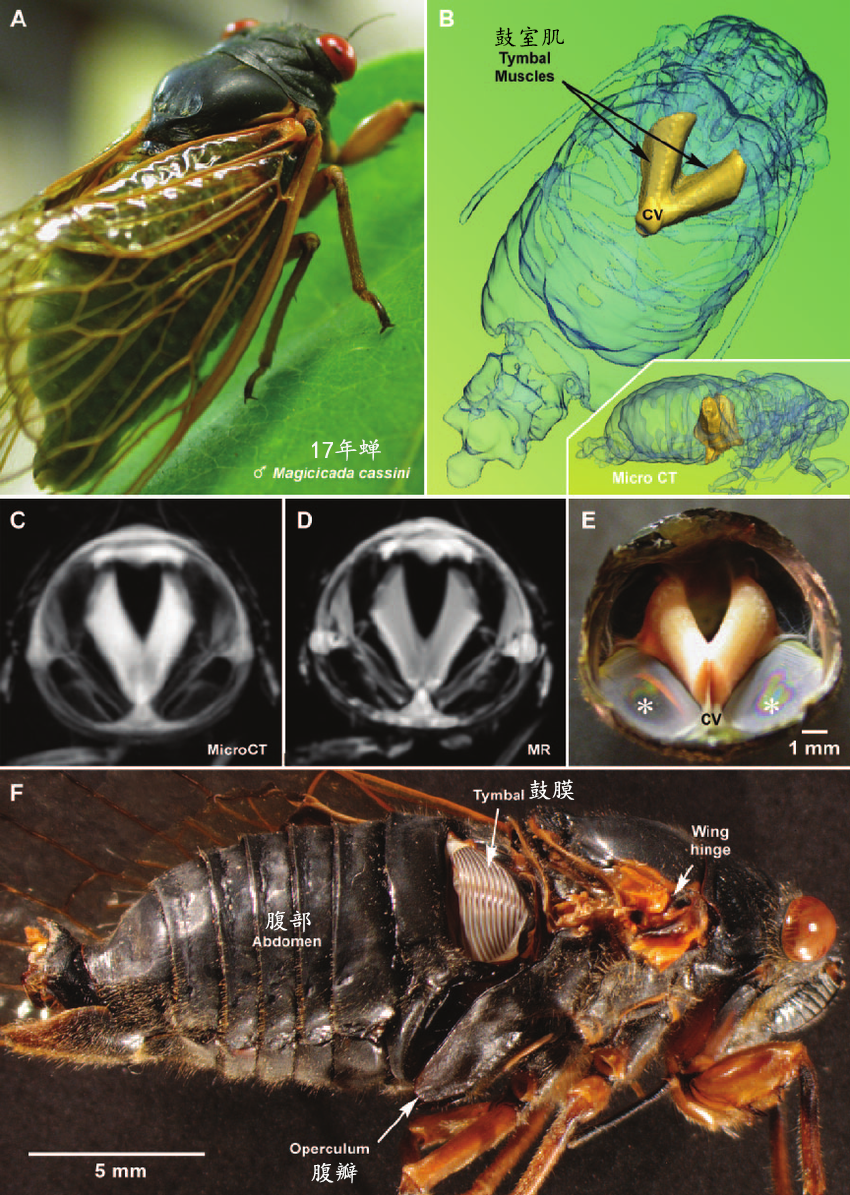 当孩子问知了没有嘴是怎么发声的你会如何回答