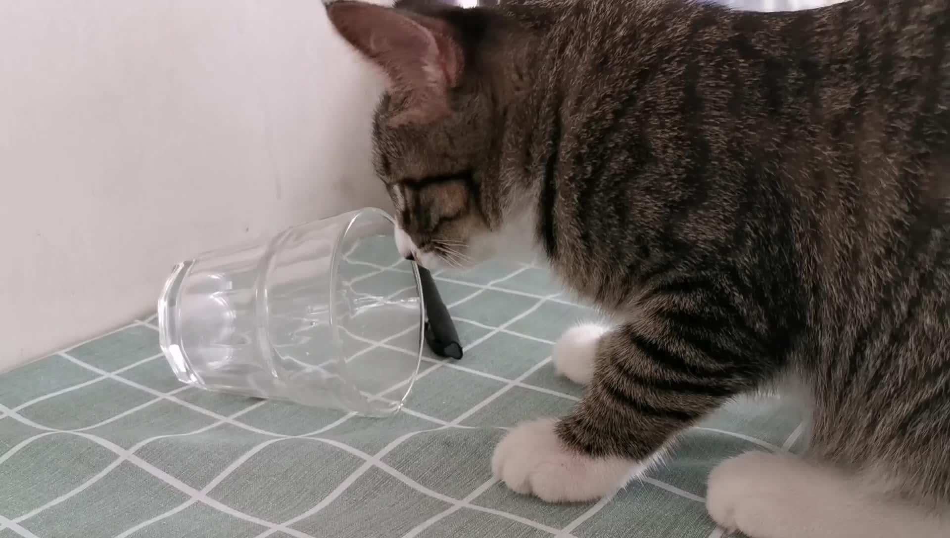 淘淘喝水故意把水打翻九妹替我教训它真有姐姐的样子