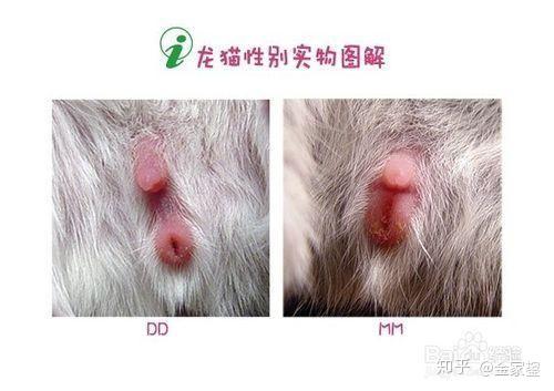 龙猫性别?