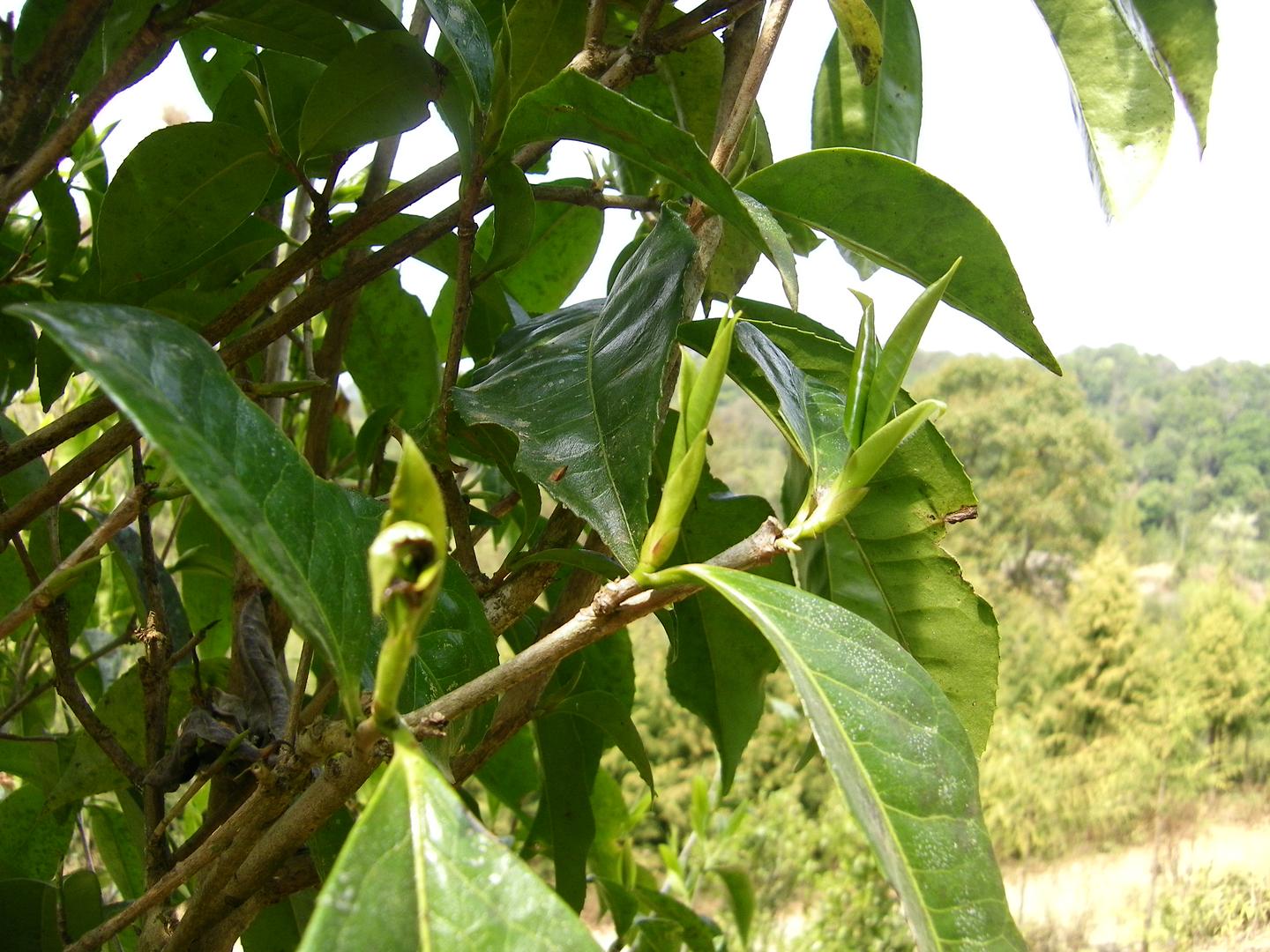 如此难懂的茶树分类你懂吗？ - 知乎