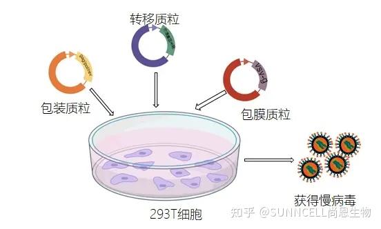“高效稳定,精准转染——尚恩生物慢病毒转染服务全新登场!” - 知乎