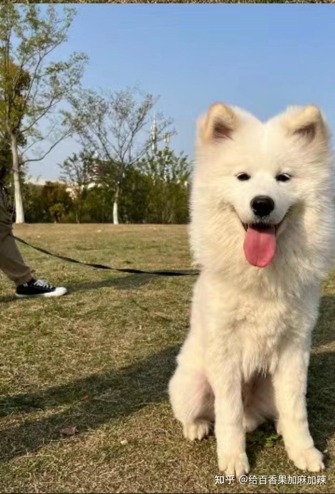 有没有小时候耳朵黄黄的萨摩耶长大的照片想看