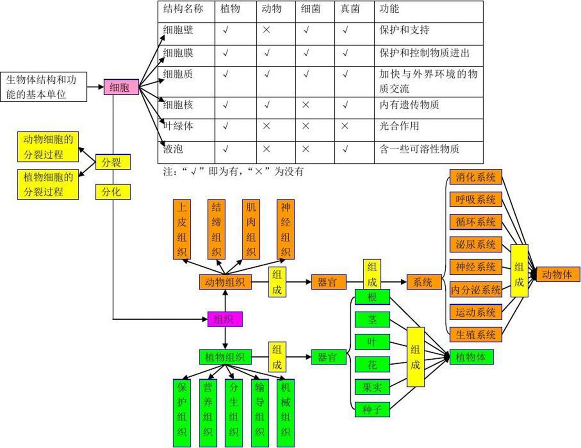 初中生物专题思维导图20张完整版