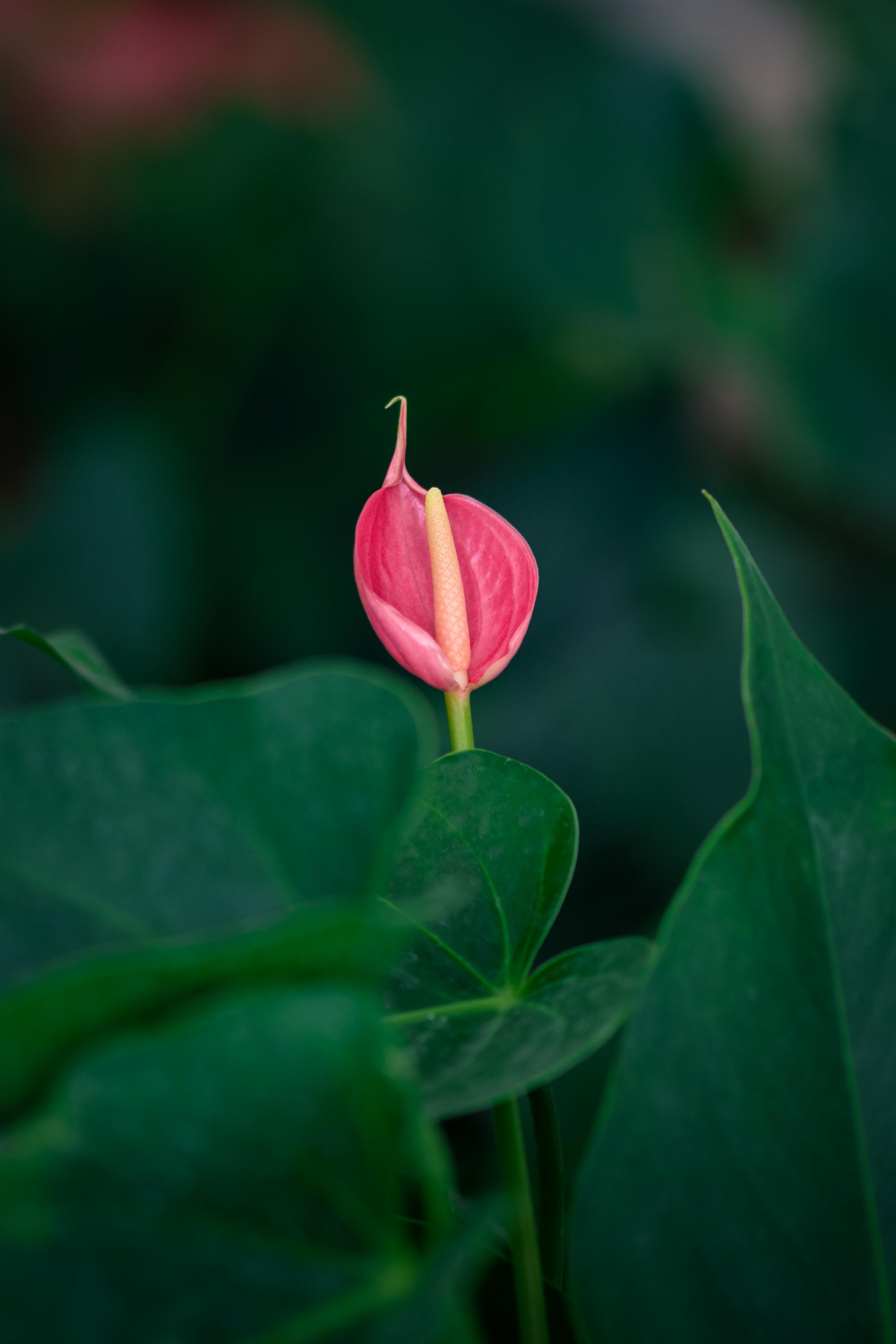 植物园之行第十二季花烛