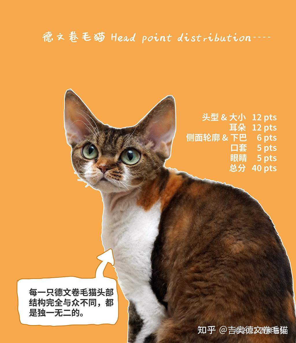 选德文不踩坑 |吉奥德文卷毛猫品种标准全解析 - 知乎