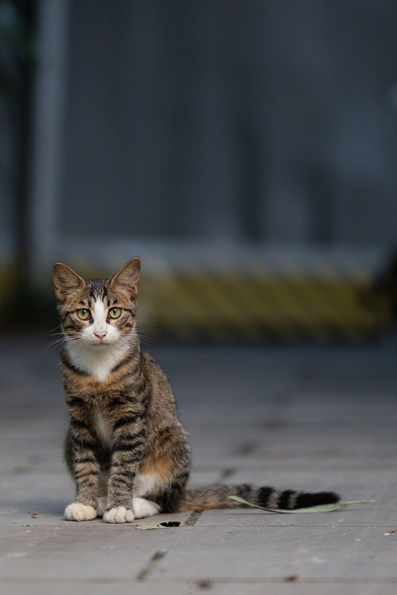 白餐巾白手套的狸花猫能有多漂亮