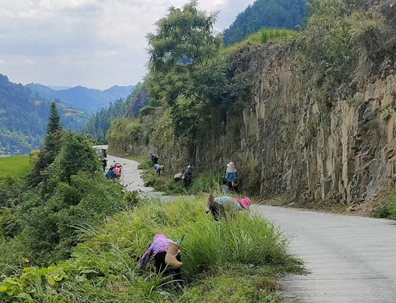 黎平县德化乡:清除路边杂草,方便了出行,扮靓了乡村 - 知乎