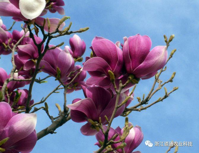 玉兰花开春争俏做好五点开花大又多