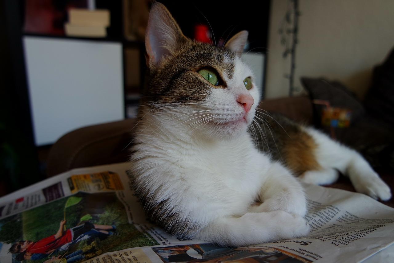 虎台小区能上什么学校