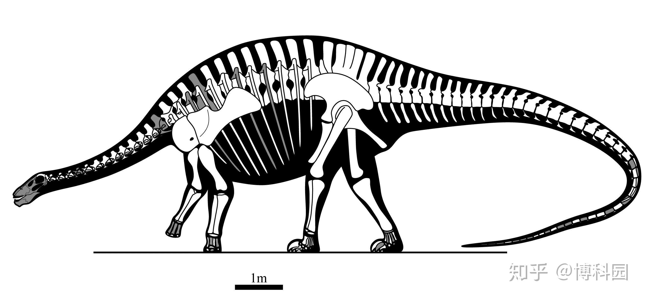 古生物学家确定已知最早的哺乳动物：生活在2.25亿年前的Brasilodon quadrangularis - 化石网