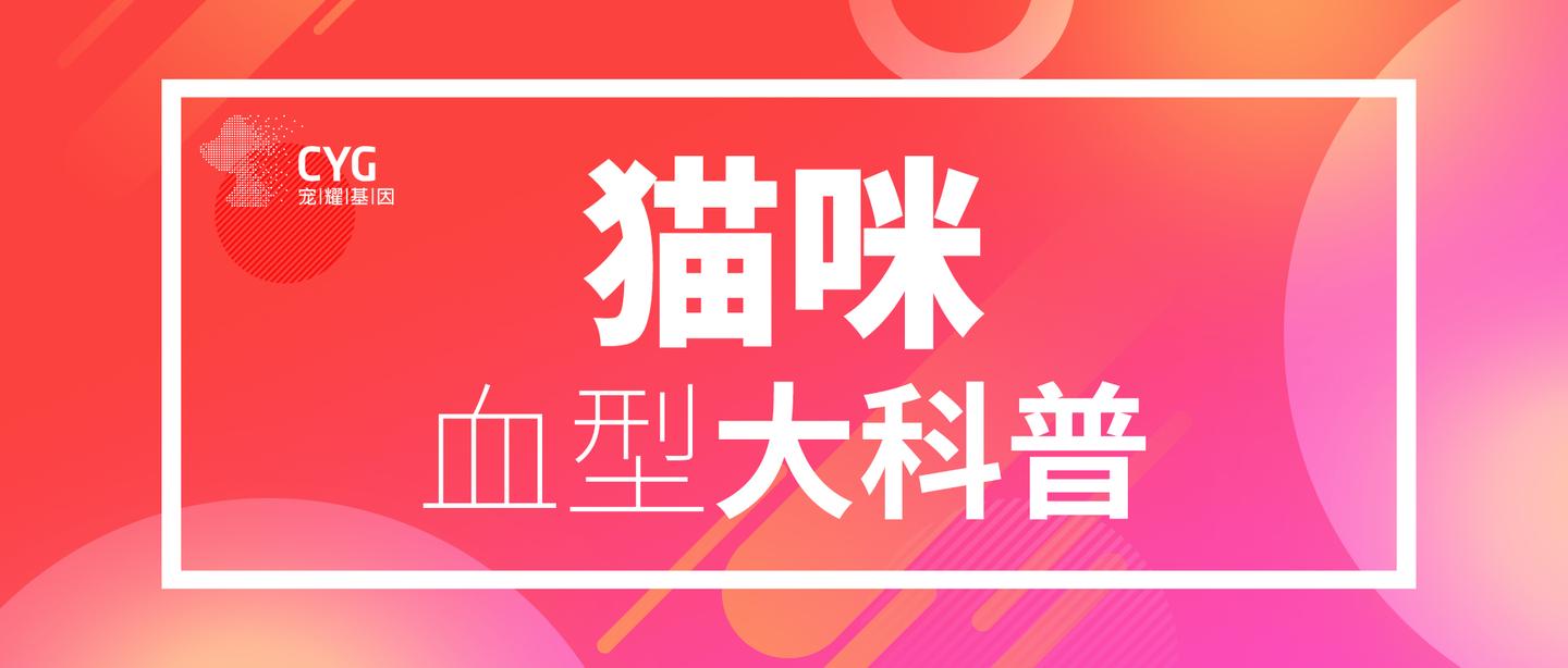 B型血的小母猫可不能找老公 不可触碰的猫血型 知乎 B型血的小母猫可不能找老公 不可触碰的猫血型 知乎