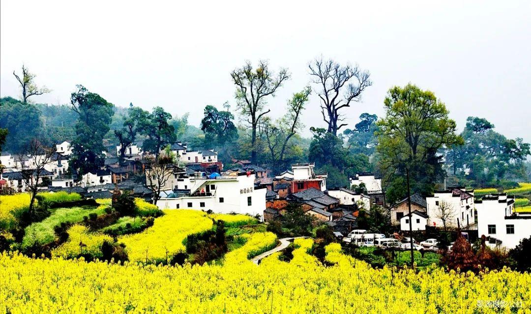 婺源篁岭石城歙县新安江山水画廊芜湖家朋响水涧油菜花摄影团