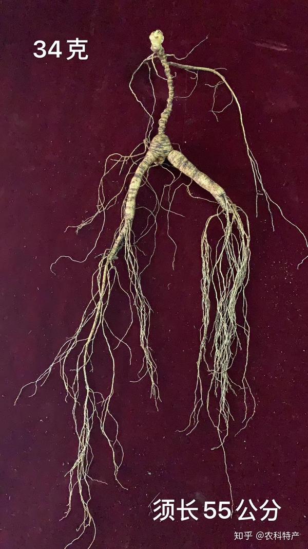 野山参基本常识和辨别方法图文详解