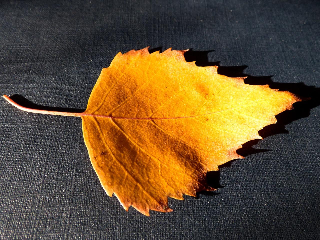 教学活动安排与内容规划