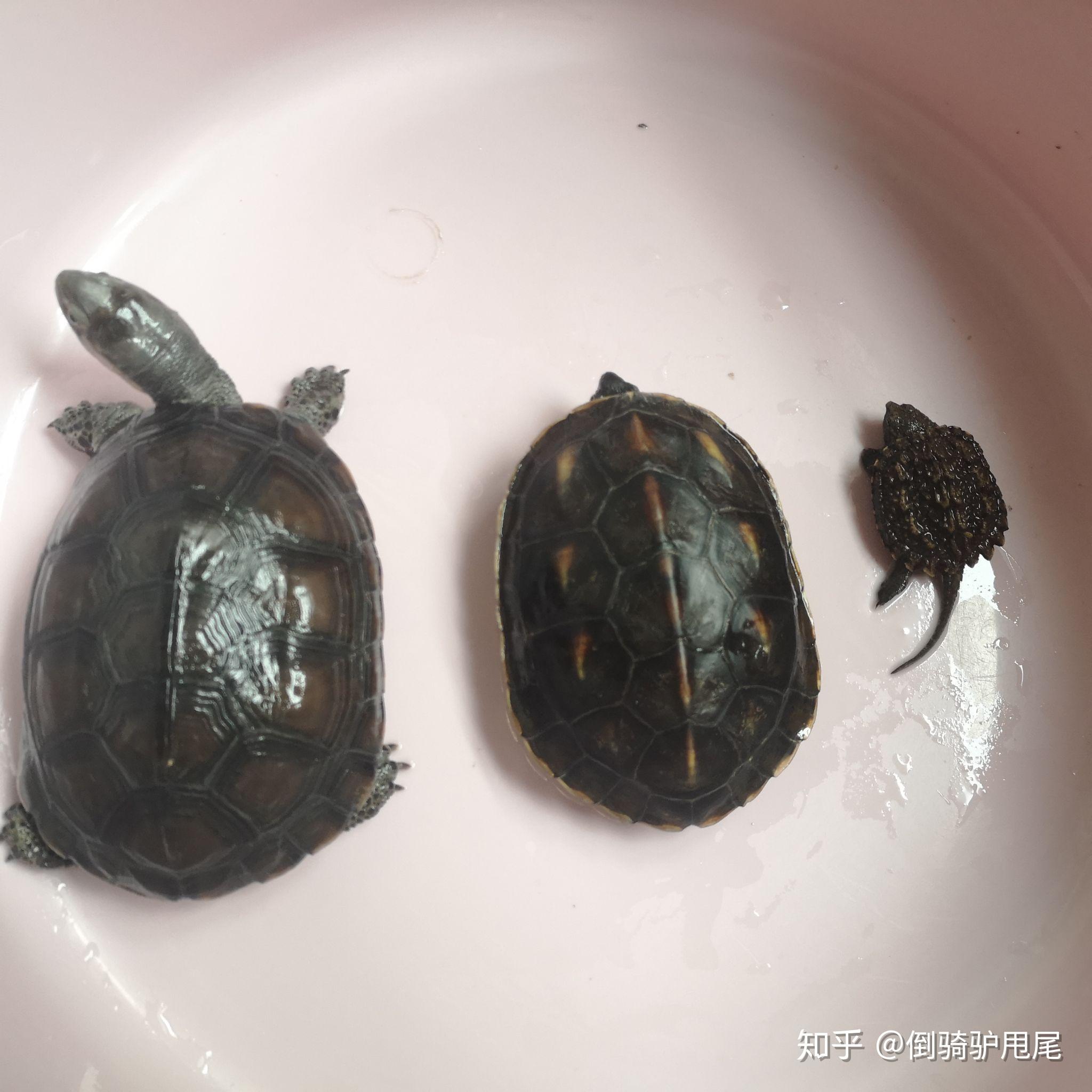 乌龟死了怎么处理? - 知乎