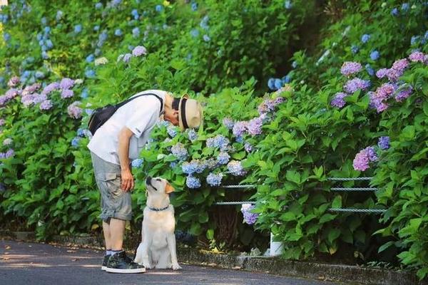 初夏限定 错过4月的樱花 雨季的紫阳花来了 知乎