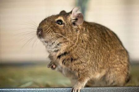 搬运你的八齿鼠是在玩耍还是在打架