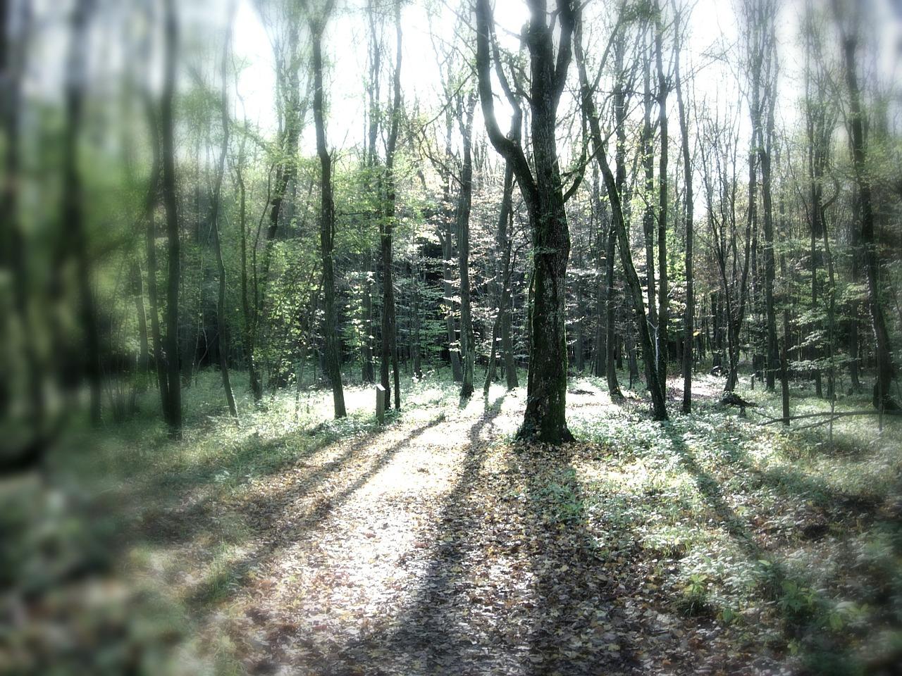 4. 木质地板除味