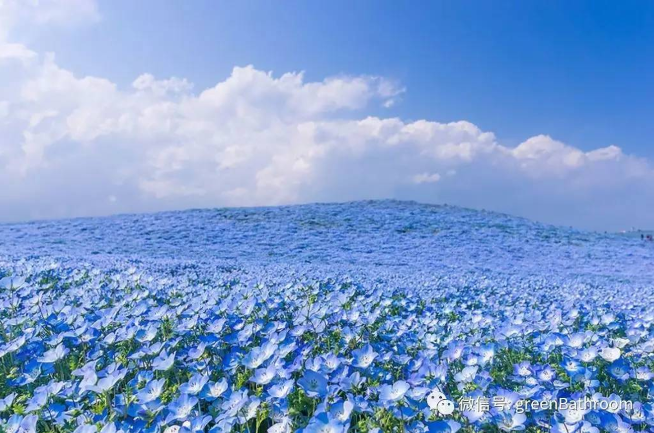 小众春日赏花世界地图:避开人海,独霸花海 - 知乎