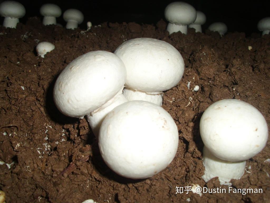 瑞典蘑菇采摘入门宝典