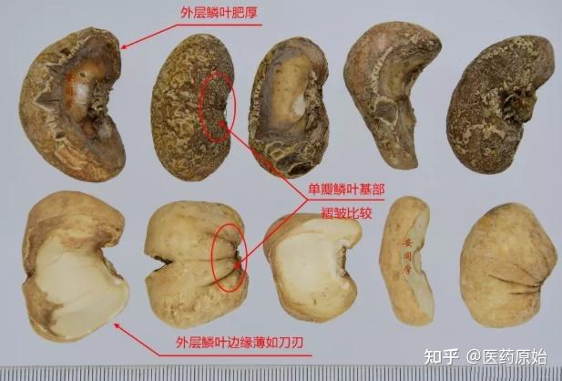 带你识别浙贝母