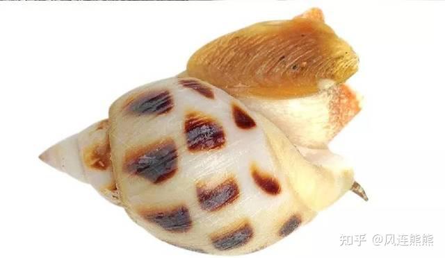 (217)丨东风螺 - 知乎
