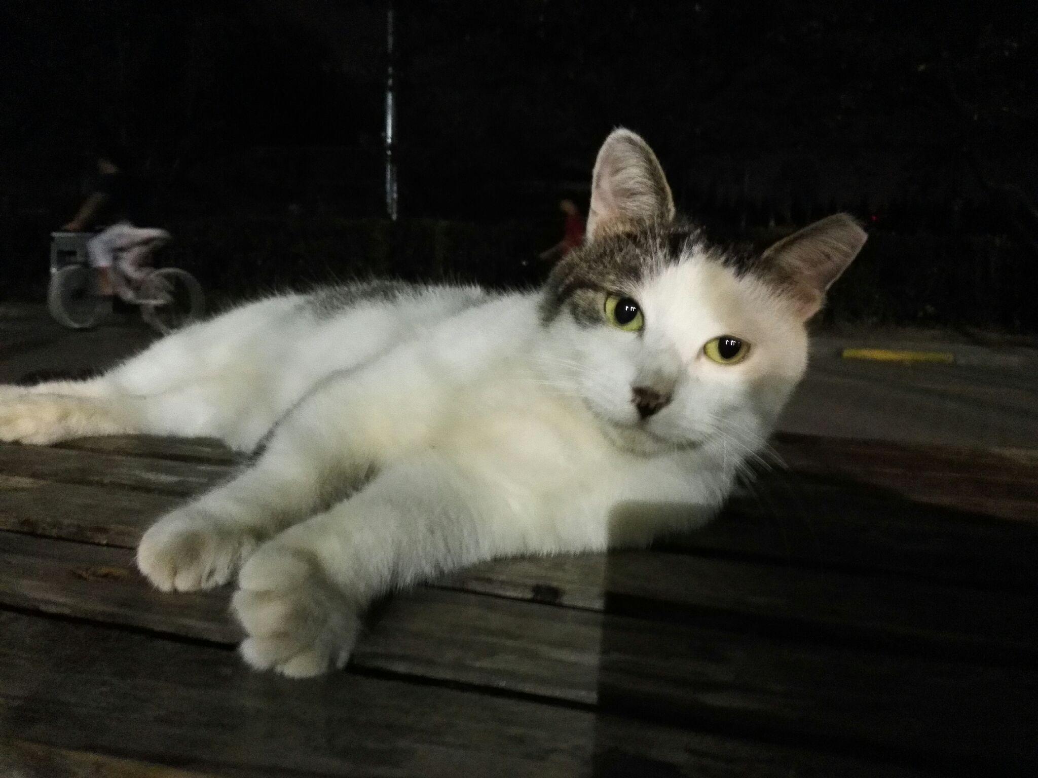 应不应该给流浪猫绝育?和朋友就这个撕起来了