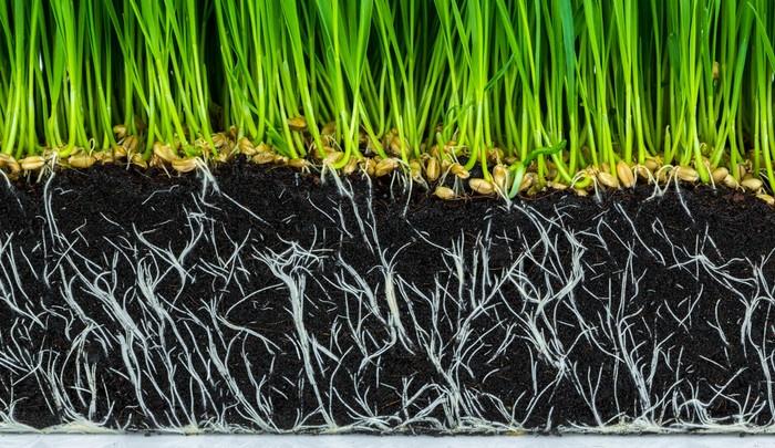 广西大学杨江义教授课题组在多年生水稻研究中取得新进展