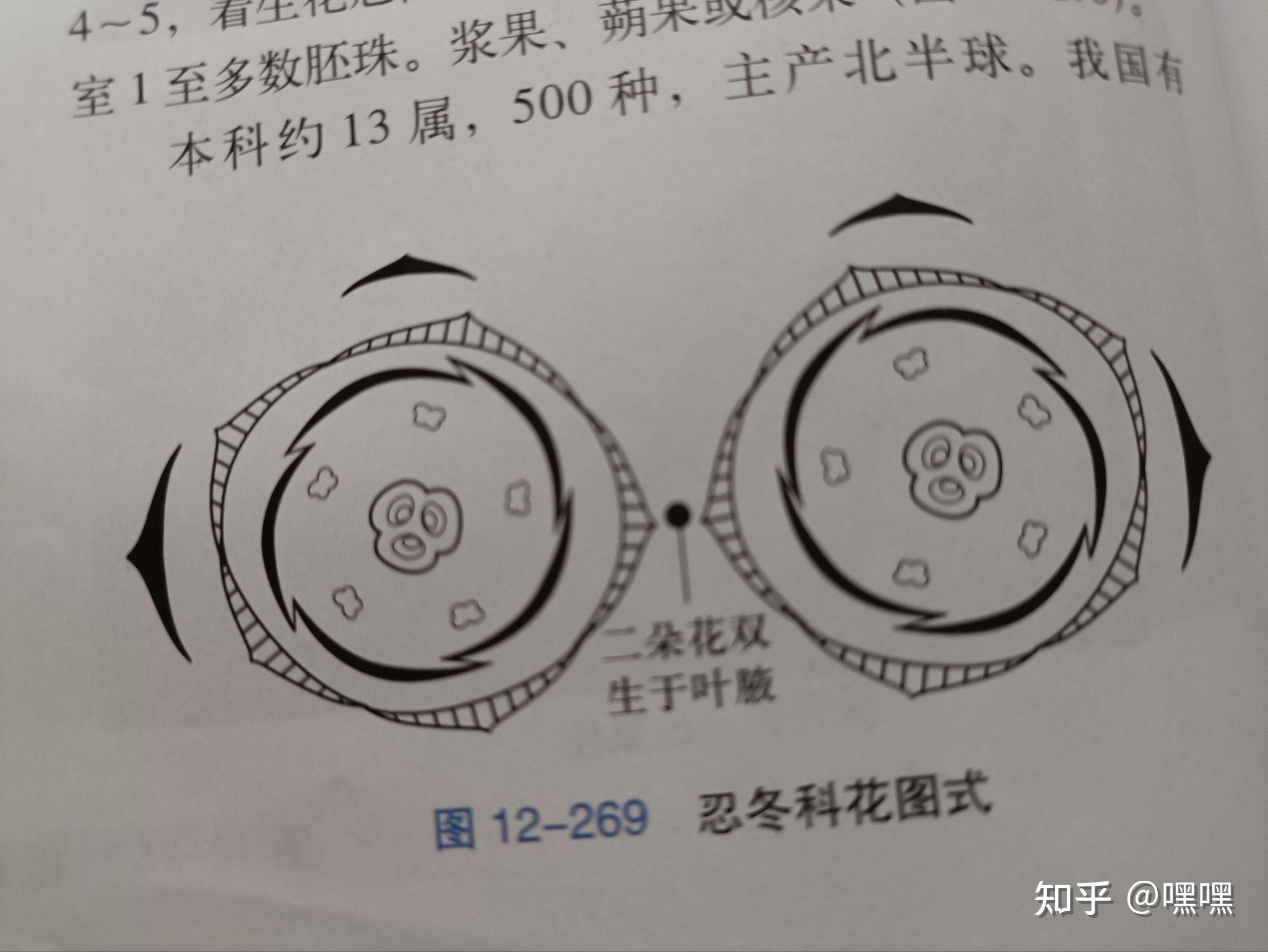 求锦带花的花图式