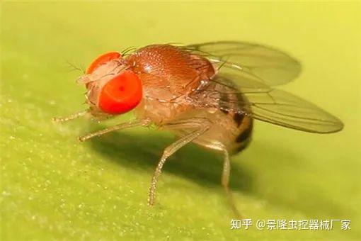 人类对果蝇的研究到了什么地步?