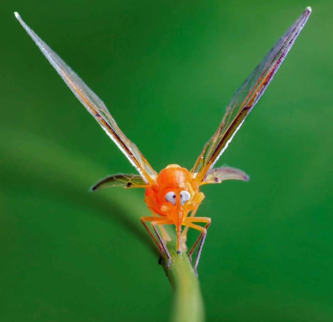有没有特别可爱的昆虫? - 知乎