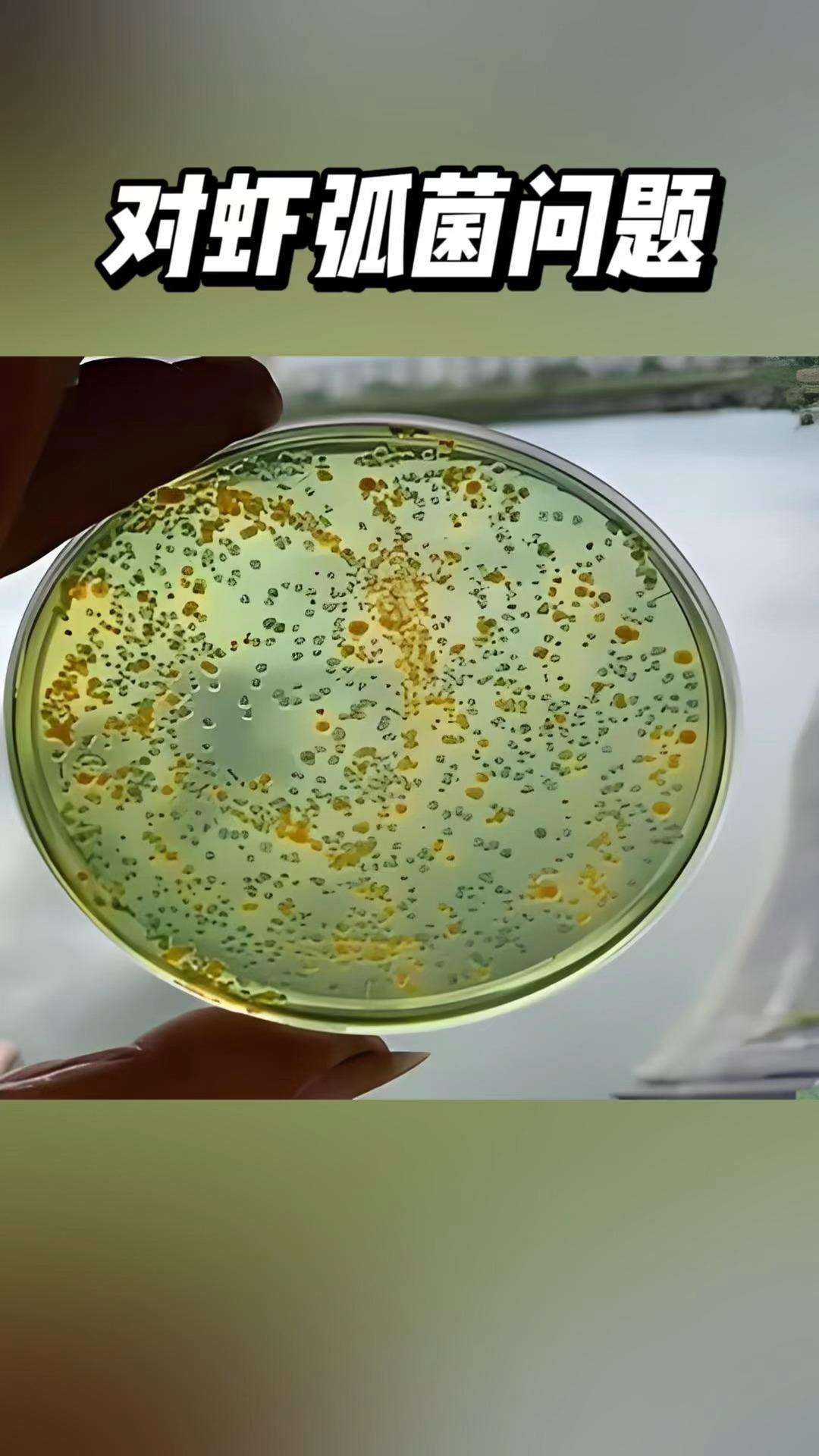 养虾人都避不开的一个问题对虾弧菌该如何处理