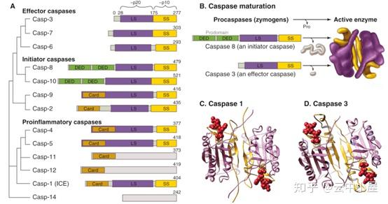 caspase家族图片