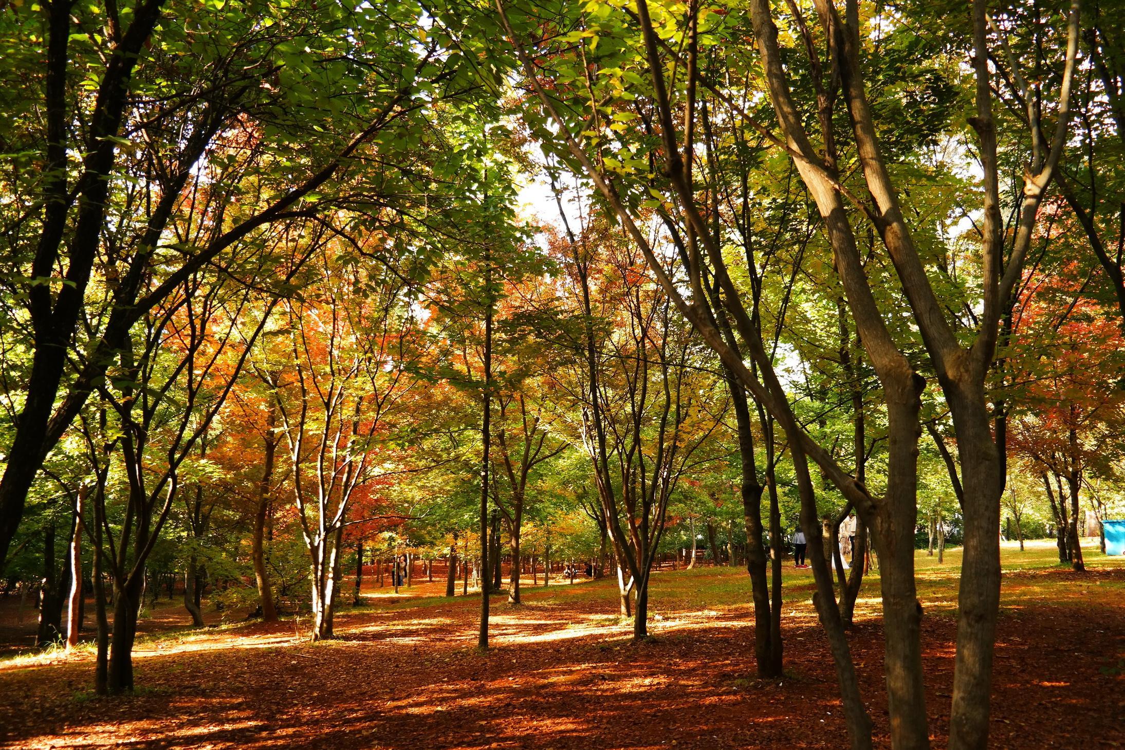 昆明郊野公园当地人的休闲首选