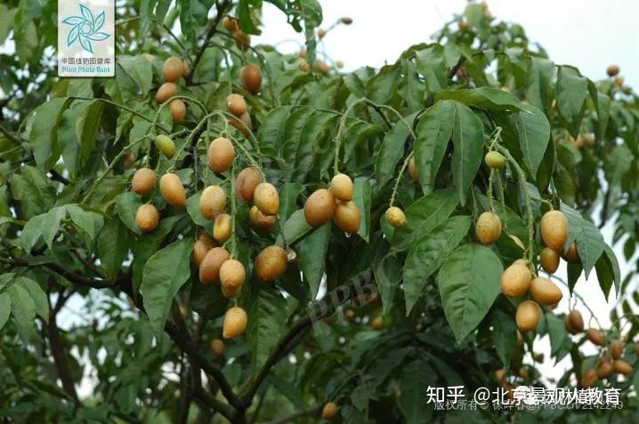 【景观人植物理论系列】华南地区常用常绿乔木总结 - 知乎