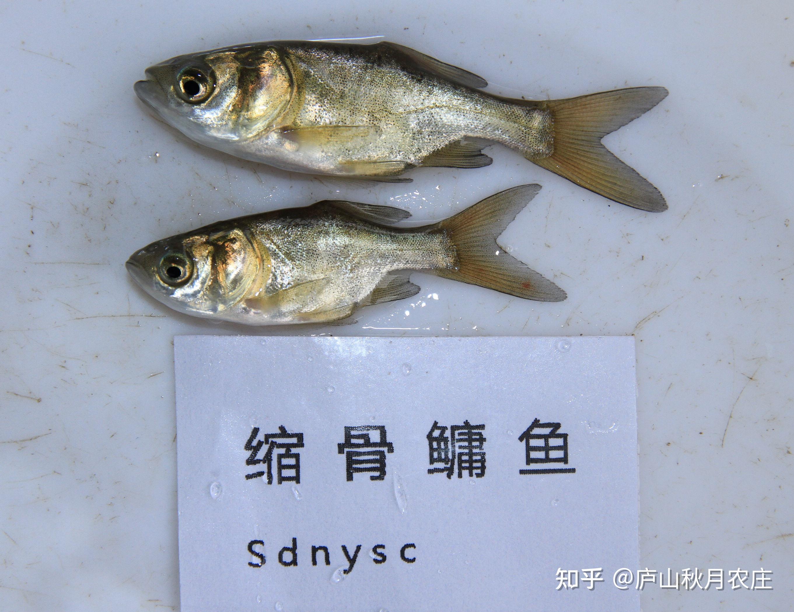 这是什么鱼鲫鱼杂交