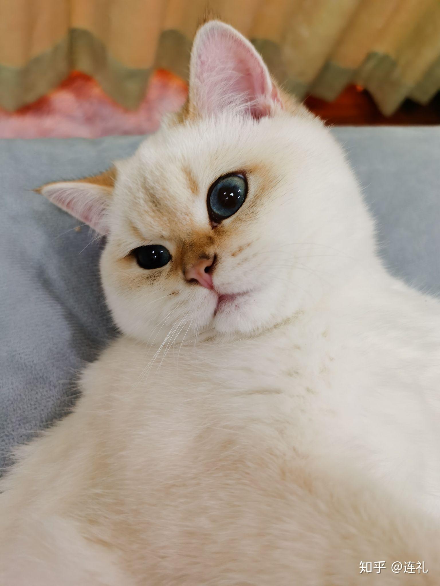 朋友买了一只金点猫现在不是很好看,有没有养了金点的朋友呢,可以看看