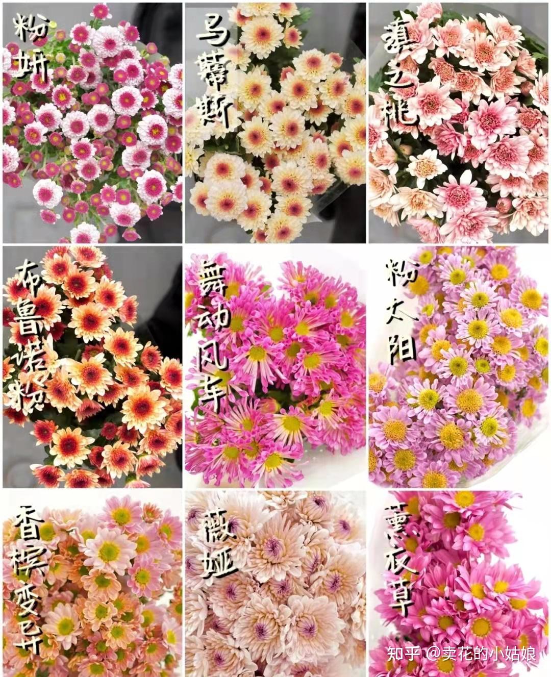 小雏菊的品种大全图片