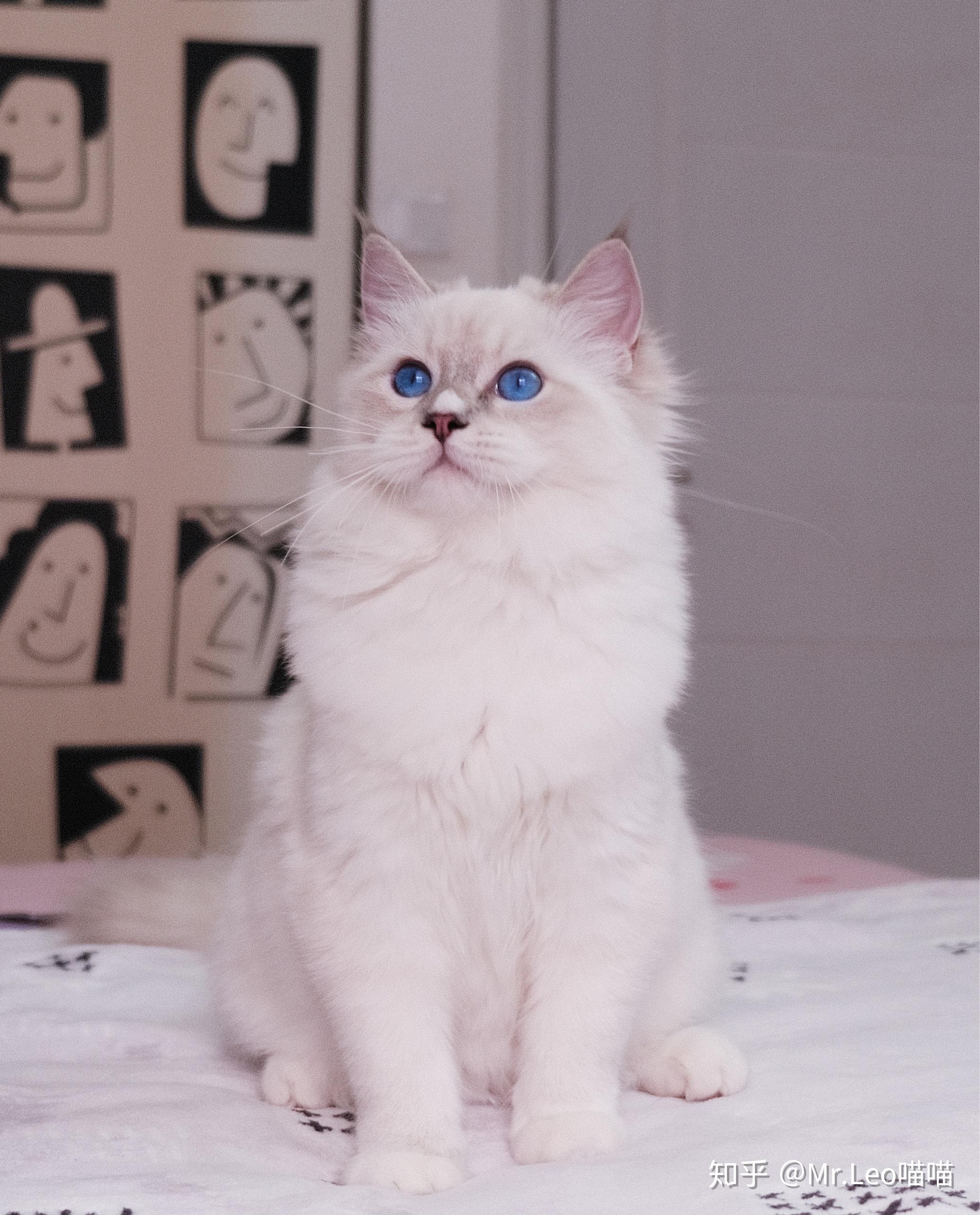 四个月布偶猫这是蓝山手套