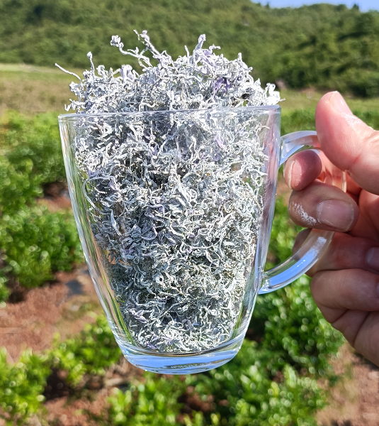 浅析莓茶的功效(收藏) - 知乎