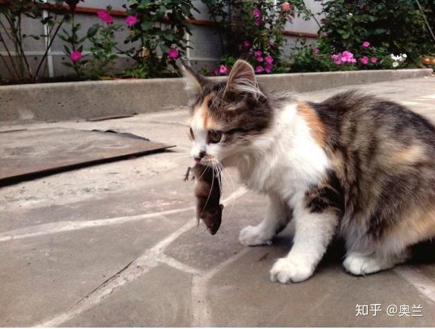 什么东西能让猫不抓沙发 v2-a5023bd480f902b343d9d10e2101e918_r.jpg