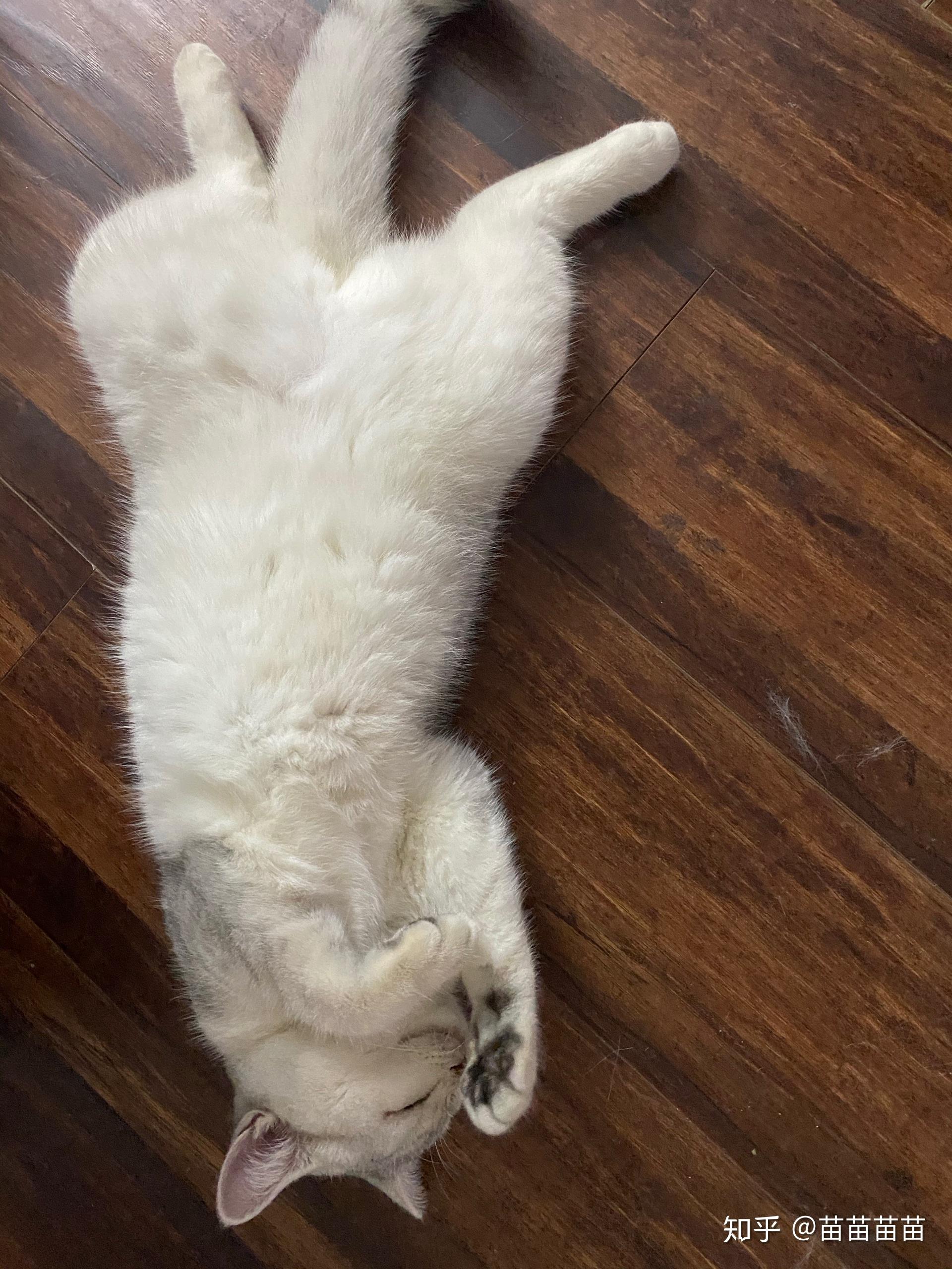 为什么猫咪会四肢朝天仰着睡觉