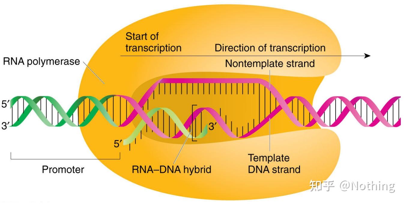 组学-基因组、转录组、蛋白组、生信分析都有哪些内容？（一） - 知乎