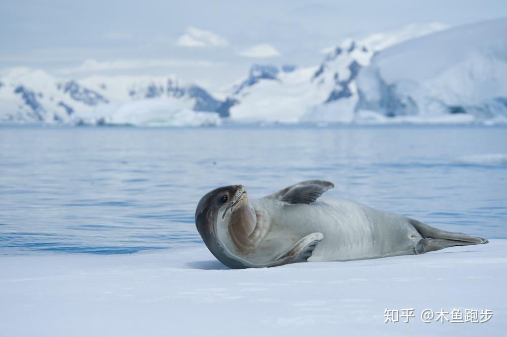 南极的海洋生物了解一下 - 知乎