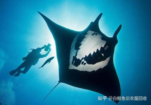 翻车鲀翻车鲀体高而侧扁,呈卵圆形,无尾柄.