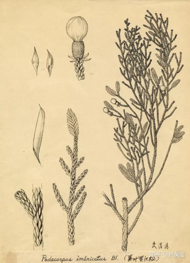 科学绘画裸子植物家族罗汉松科的成员