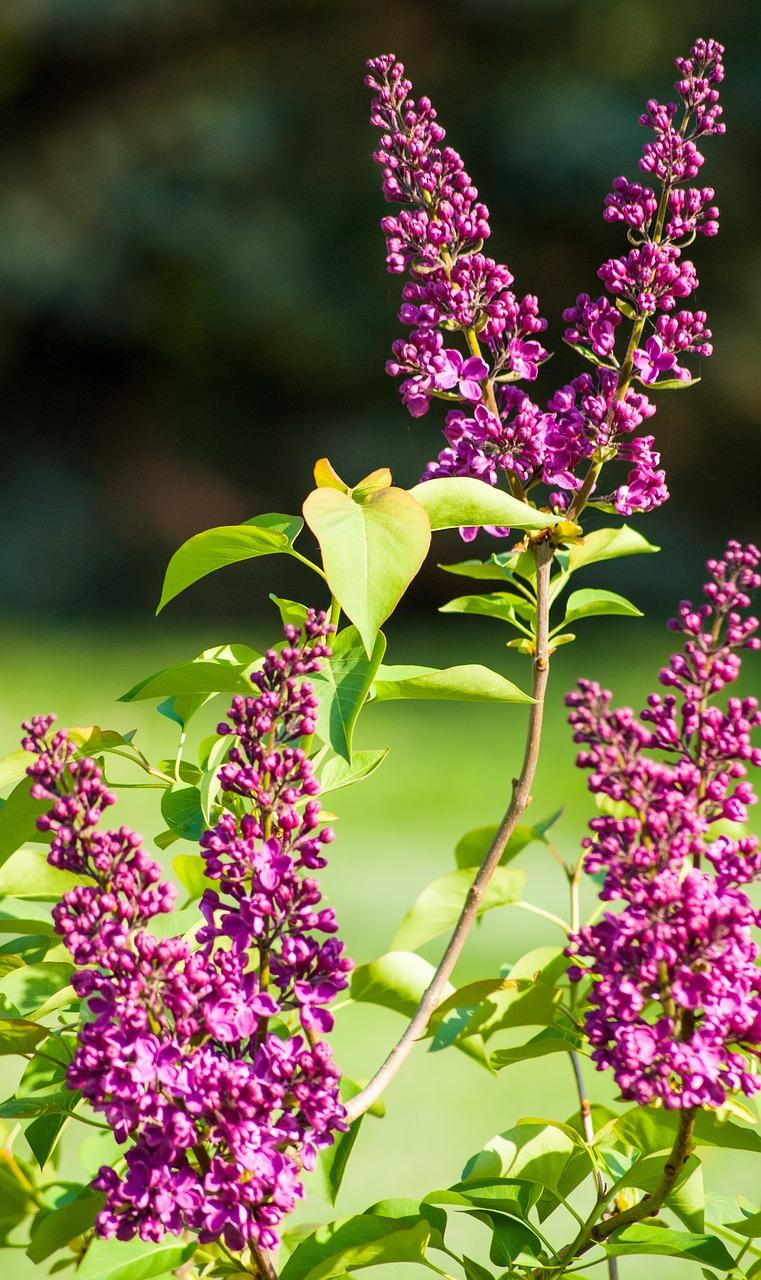 淡紫色搭配什么颜色